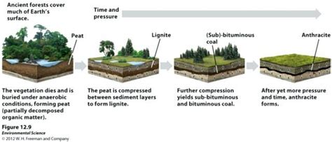 Coal Formation Stages – Beinyu.com