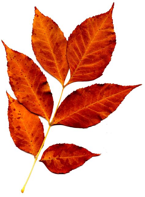 Sprig of Orange Fall Leaves Picture ... Fall Watercolor, Watercolor Leaves, Botanical ...