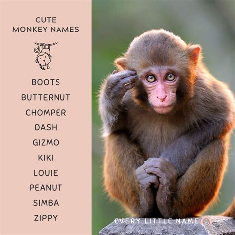 170+ Best Monkey Names (Cute, Funny, and Creative) - Every Little Name