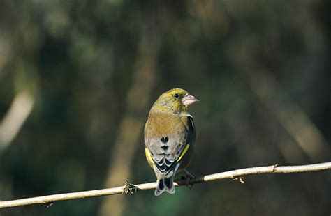 Female Greenfinch Photograph by Leslie J Borg/science Photo Library ...