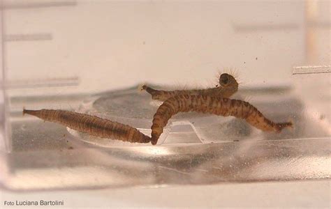 Psychodidae Larvae