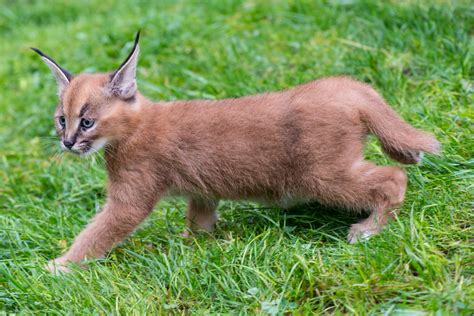 What's a caracal kitten? Cute | KVAL