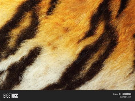 Detail Tiger Fur Close Image & Photo (Free Trial) | Bigstock