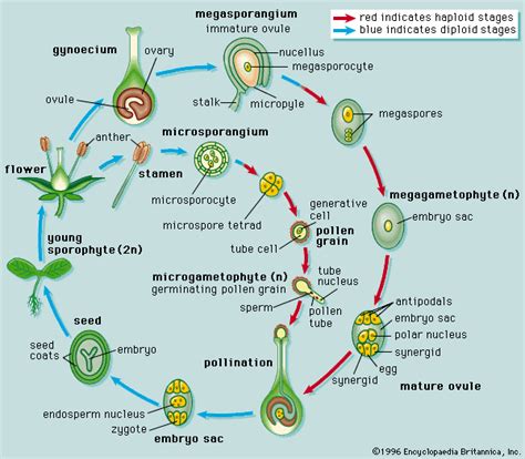 Angiosperm Life Cycle