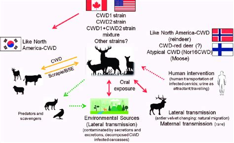 Summary of CWD prions and transmission. Like North America-CWD-isolates ...