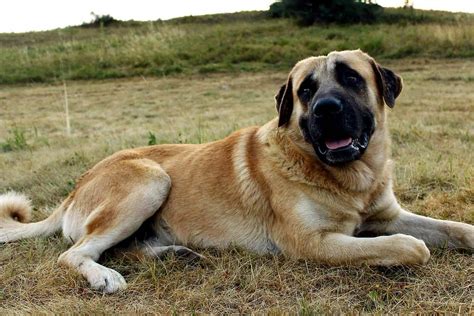 Kangal Dog Breed Information and Pictures? | by Official Pet Animals ...