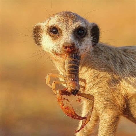 Scorpion noob didn’t know that meerkats are immune to poison : r/Tierzoo