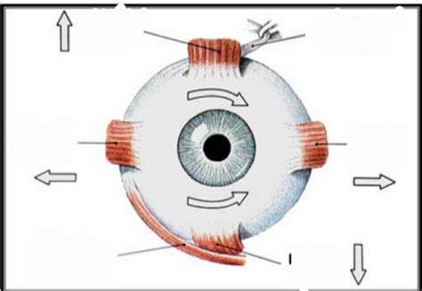 Extrinsic Eye muscles Diagram | Quizlet