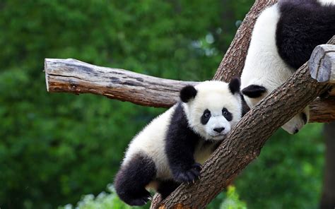 Download Animal Panda HD Wallpaper