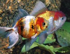 Oranda Goldfish Assorted Colors | Arizona Aquatic Gardens