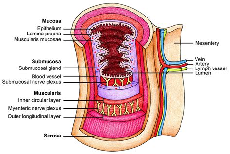 The Human Esophagus - Functions and Anatomy and Problems