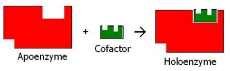 Difference Between Apoenzyme and Holoenzyme | Definition, Facts, Types ...