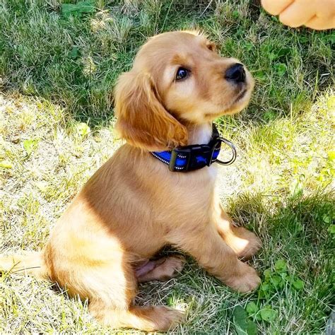 Meet Arlo our half Golden half Cocker pup Golden Retriever Cocker Spaniel, Golden Cocker Spaniel ...