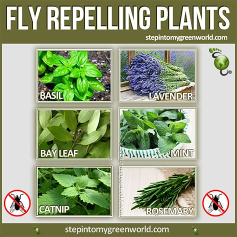 Best 25+ Fly repelling plants ideas on Pinterest | Plants that repel ...