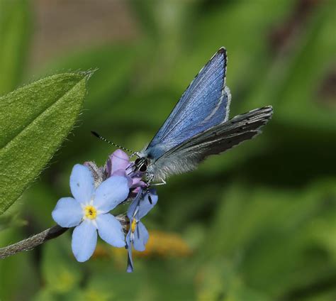 Abington Naturewatch: Holly Blue butterfly