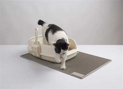 Best Air Purifier for Cat Litter Dust In 2023