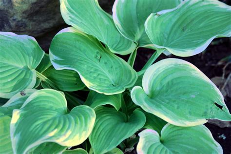 How to Grow Hostas - Beautiful Shade Tolerant Plants | HubPages