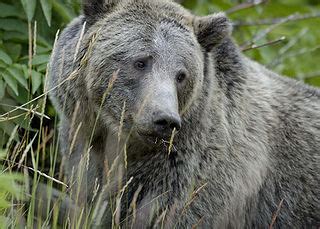 What are some grizzly bear adaptations? | Homework.Study.com