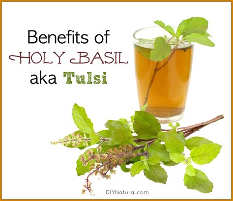 Tulsi and Holy Basil Benefits: Everything You Need to Know