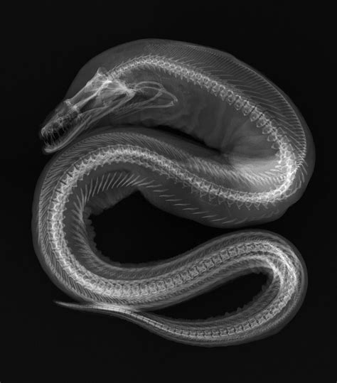 Images: Stunning Fish X-rays | Live Science