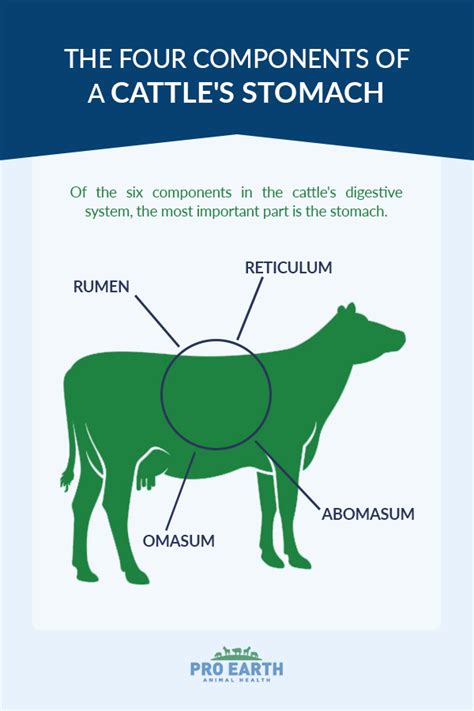 Cows Have Four Stomachs