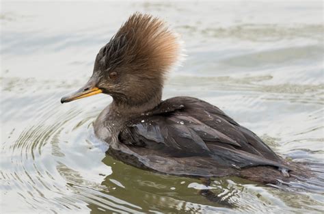 Pixie Birding: Hooded Merganser - Corsham Lake, Wiltshire - will it get accepted on to Category A?