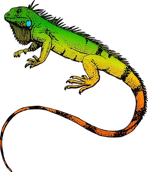 Green Iguana Cute Reptiles, Reptiles And Amphibians, Iguana Tattoo ...