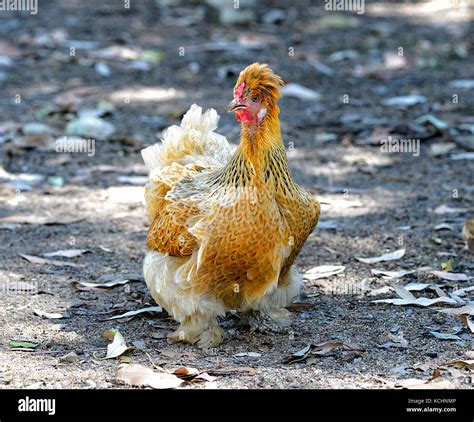 Cross breed silkie-cochin Chicken Stock Photo - Alamy