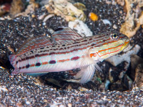 Gobies Fish Care & Facts (Gobiidae) - SeaLife Planet