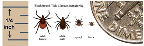 Progressive Charlestown: Why so many ticks?