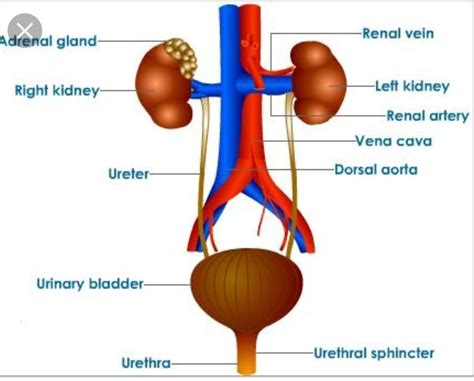 Excretory System Diagram Drawing