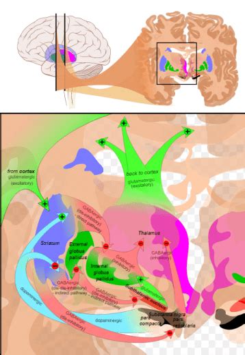 Subthalamus | Facts, Anatomy, Function, Position & Summary