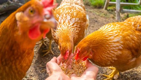 How to Make Your Own Chicken or Poultry Feed (DIY Chicken Feed)