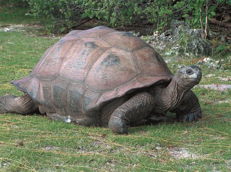 Aldabra Giant Tortoise Dipsochelys dussumieri Seychelles endemic ...