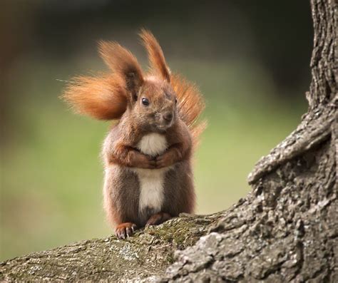 Windy day | Red squirrel (Sciurus vulgaris) male standing at… | Flickr