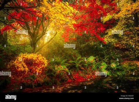 Dreamy fall foliage landscape in Seattle's Washington Park Arboretum botanical Garden Stock ...