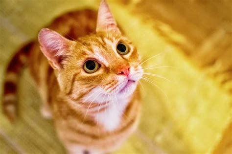 7 Fun Facts About Orange Tabby Cats