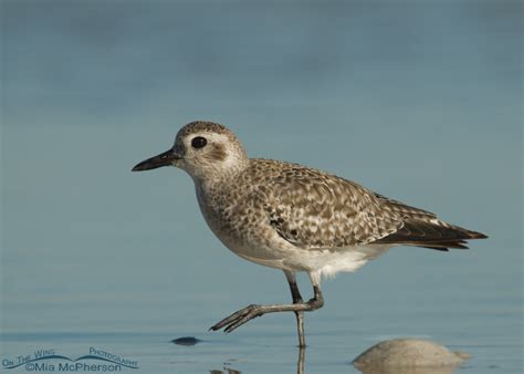 Black-bellied Plovers in Breeding and Nonbreeding Plumage - Mia ...