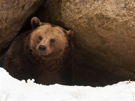 Bear Have A Look Out Of His Cave Stock Photo - Download Image Now - iStock