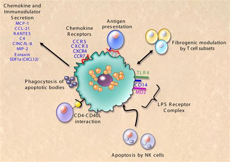 Stellate Cells Liver