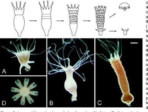 Figure 1 from Induction of segmentation in polyps of Aurelia aurita (Scyphozoa, Cnidaria) into ...