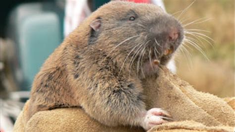 W. Wash. gopher going on endangered species list | KATU