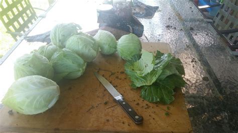 How to Can Cabbage : 5 Steps (with Pictures) - Instructables