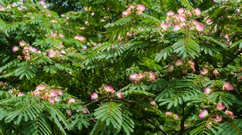 pink mimosa tree