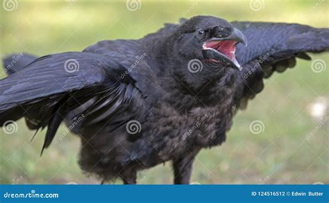 A Raven portrait stock photo. Image of dark, ravens - 124516512