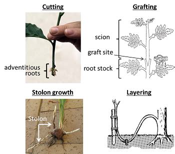 Vegetative Propagation | Definition, Types & Examples - Lesson | Study.com