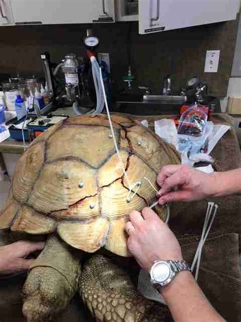 Tortoise Found With A Broken Shell Recovering In California - The Dodo