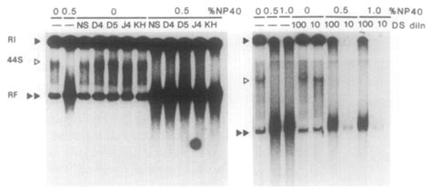 Effects of antibodies on RDRP assays. (A) Analysis of the RDRP products... | Download Scientific ...