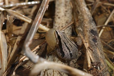 Boreal Chorus Frog (Pseudacris maculata) - Psychotic Nature