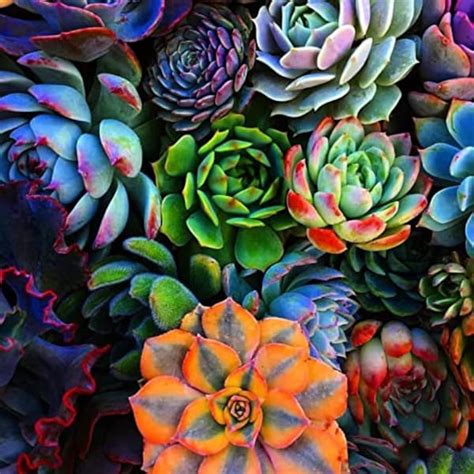 Succulents - Etsy